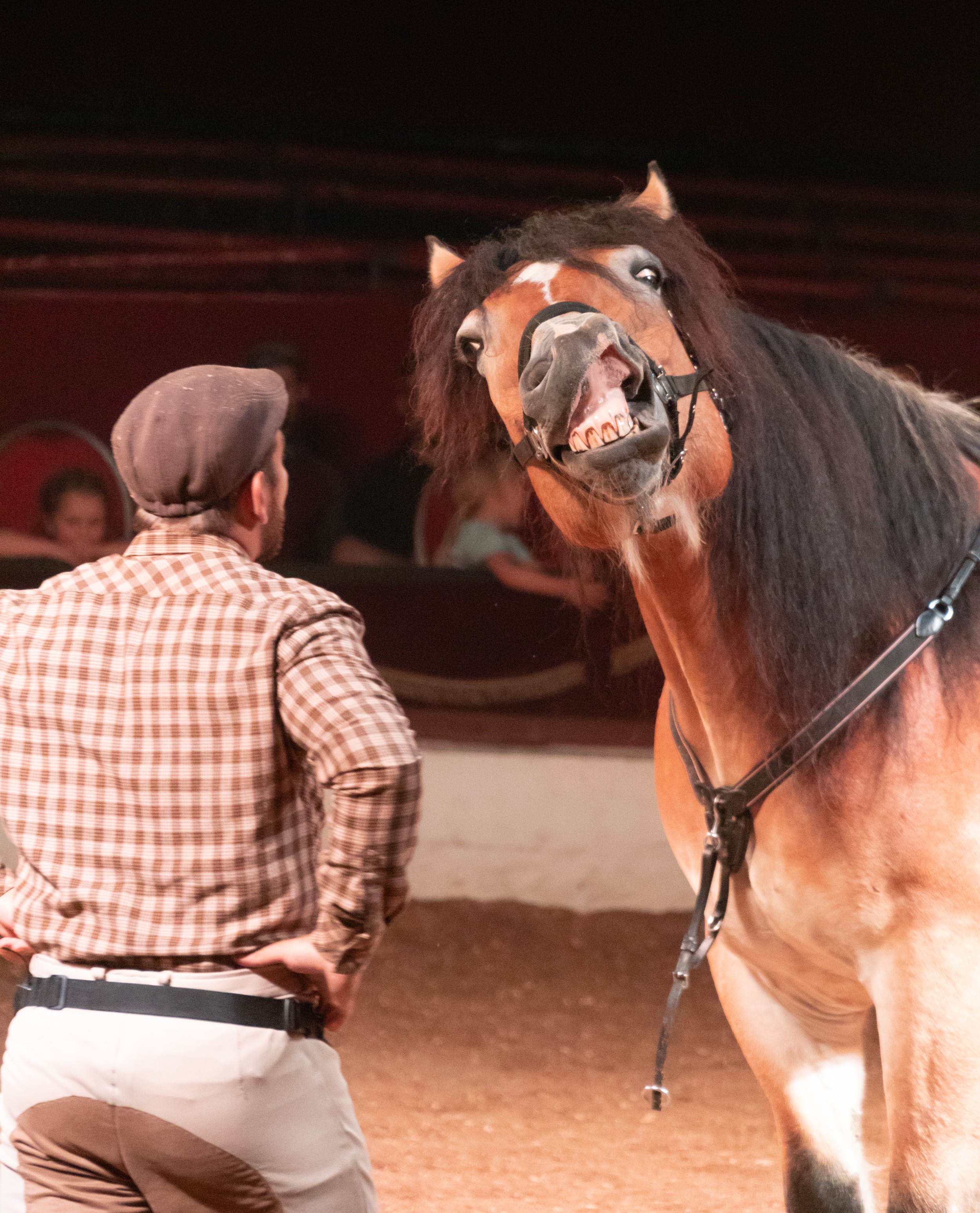 komisches Pferd