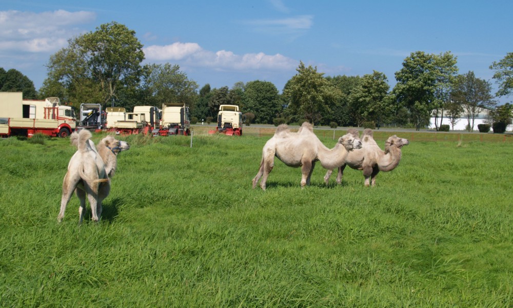 weisse Kamele